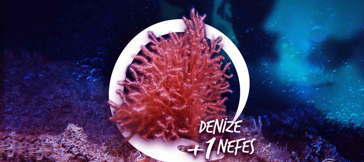 Gazete Pencere (@gazetepencere) on Twitter photo ‘Denize + 1 nefes’: Denizler için birlikte nefes alıyoruz!
✒️Mutlu Hesapçı, Gazete Pencere için yazdı.
<a href="/mutluhesapci/">mutlu hesapçı</a>
gazetepencere.com/yazarlar/deniz… ‘Denize + 1 nefes’: Denizler için birlikte nefes alıyoruz!
✒️Mutlu Hesapçı, Gazete Pencere için yazdı.
<a href="/mutluhesapci/">mutlu hesapçı</a>
gazetepencere.com/yazarlar/deniz…