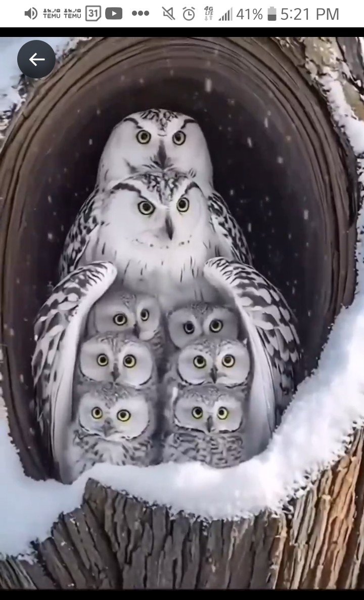 HarshRe87226461's tweet photo. A word from the bird is, "We are taking our country BACK"!

Stay on course. 

Ignore the distractions.

Keep it together.

Breathe.

😊

#PeacefullyAndLegally 

#TakinItBack 

🇺🇲❗️⚖️❗️🇺🇲 https://t.co/a6Lx2tTsRn