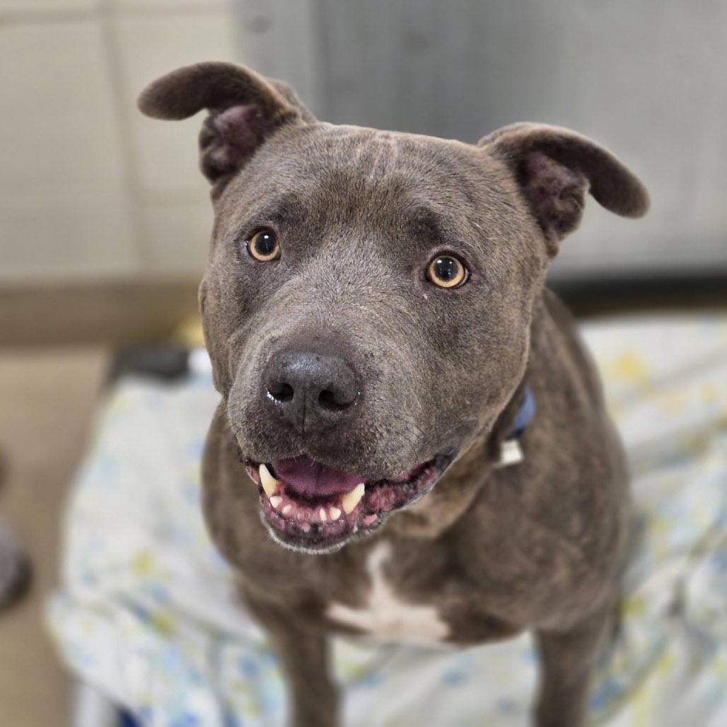 OPH_Rescue's tweet image. Low-key lifestyle? This is your *Chance*! This 5yo gentleman is:
✔️ House/crate trained
✔️ Food-motivated and learning
✔️ Full of heart and potential

He thrives with clear expectations and calm leadership — and we’ll provide free professional training! new.shelterluv.com/embed/animal/O…