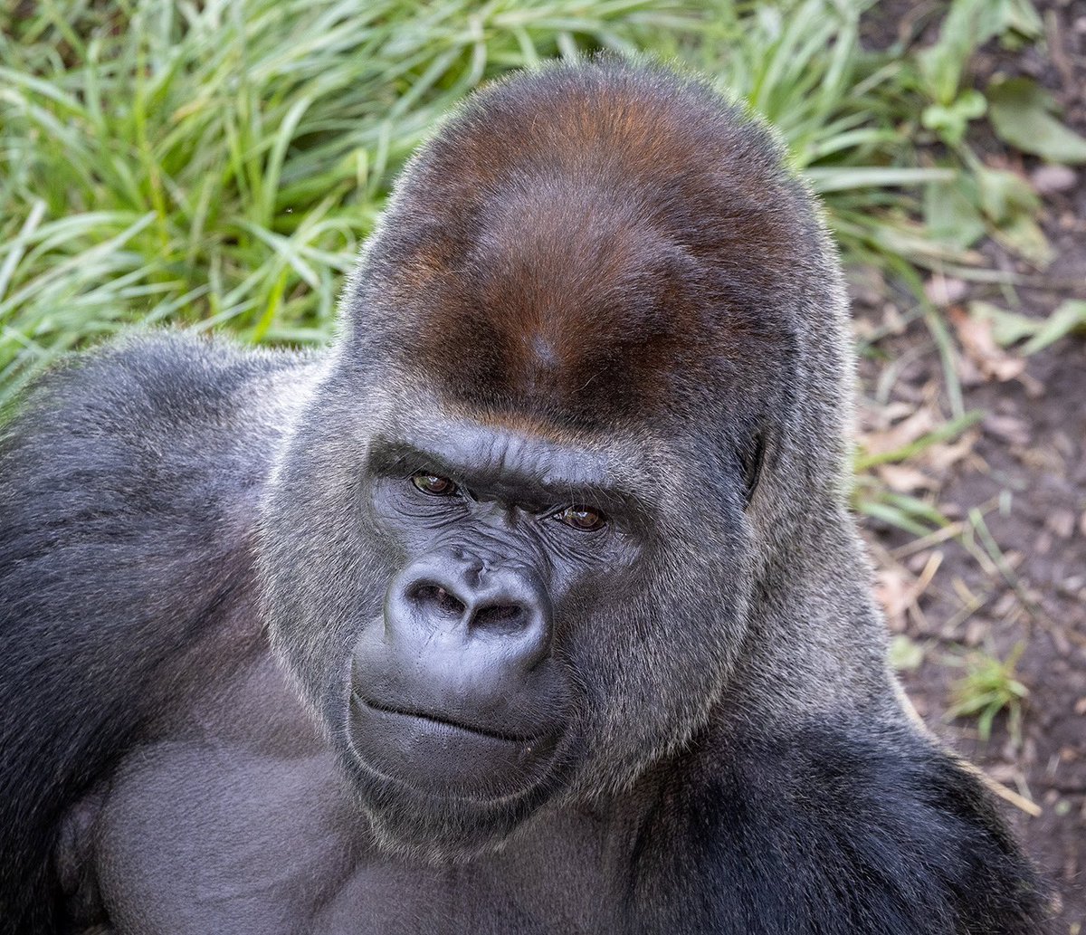 sfzoo's tweet image. A new silverback is coming soon!
We were recently recommended by the AZA’s Species Survival Plan for Western Lowland Gorillas to place a new male silverback gorilla to be a part of our current all-female troop, and as a possible breeding opportunity in the future.
High on the…