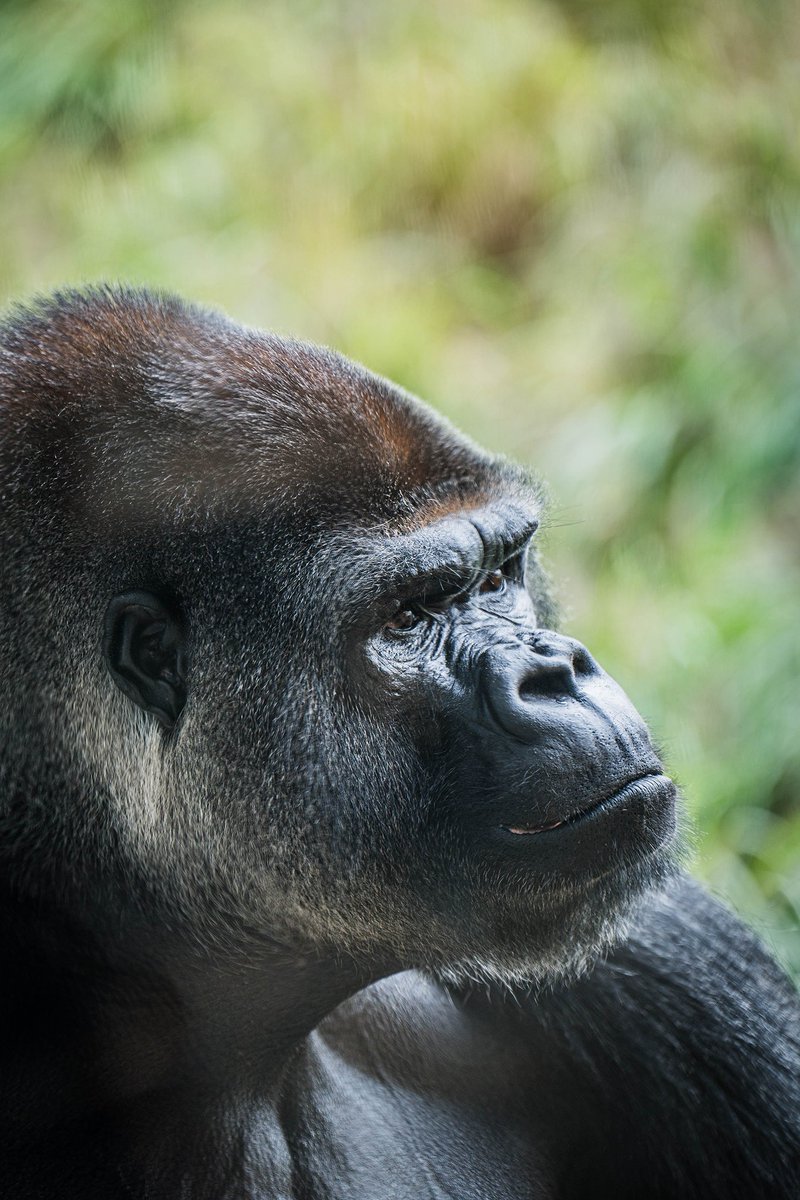 sfzoo's tweet image. A new silverback is coming soon!
We were recently recommended by the AZA’s Species Survival Plan for Western Lowland Gorillas to place a new male silverback gorilla to be a part of our current all-female troop, and as a possible breeding opportunity in the future.
High on the…