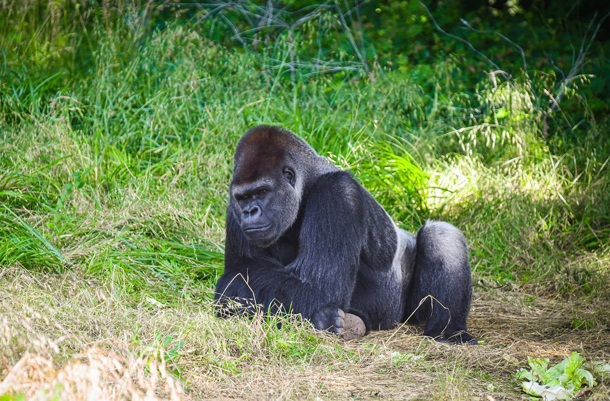 sfzoo's tweet image. A new silverback is coming soon!
We were recently recommended by the AZA’s Species Survival Plan for Western Lowland Gorillas to place a new male silverback gorilla to be a part of our current all-female troop, and as a possible breeding opportunity in the future.
High on the…