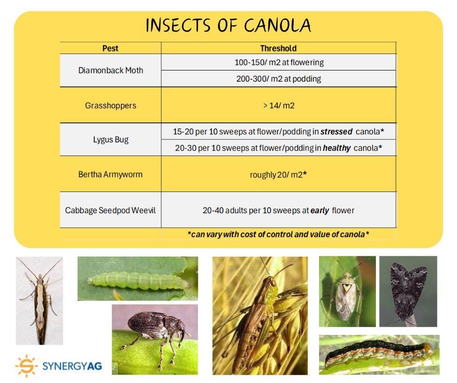 Late season insect damage can significantly impact canola yields if gone unchecked:
🔎Scout at different times of the day
🔎Scout different parts of the field
🔎Know  economic thresholds
#SynergyAg #rootsyoucancounton #canola #canolapest