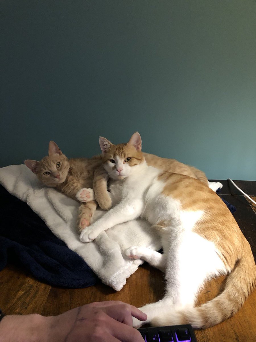 christik99's tweet image. #challenge_κατοικιδιο 
Μερικα απο τα ζαβουδια μου