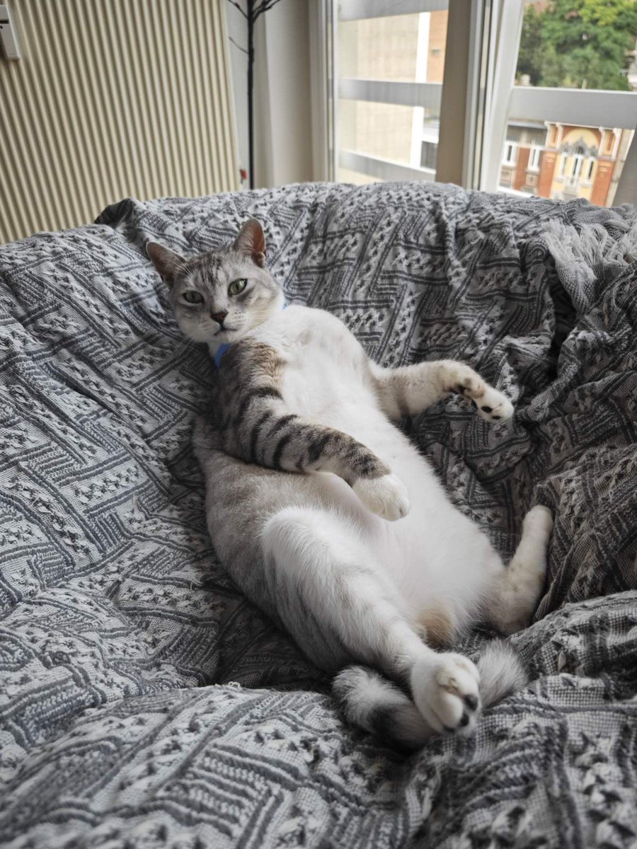 christik99's tweet image. #challenge_κατοικιδιο 
Μερικα απο τα ζαβουδια μου