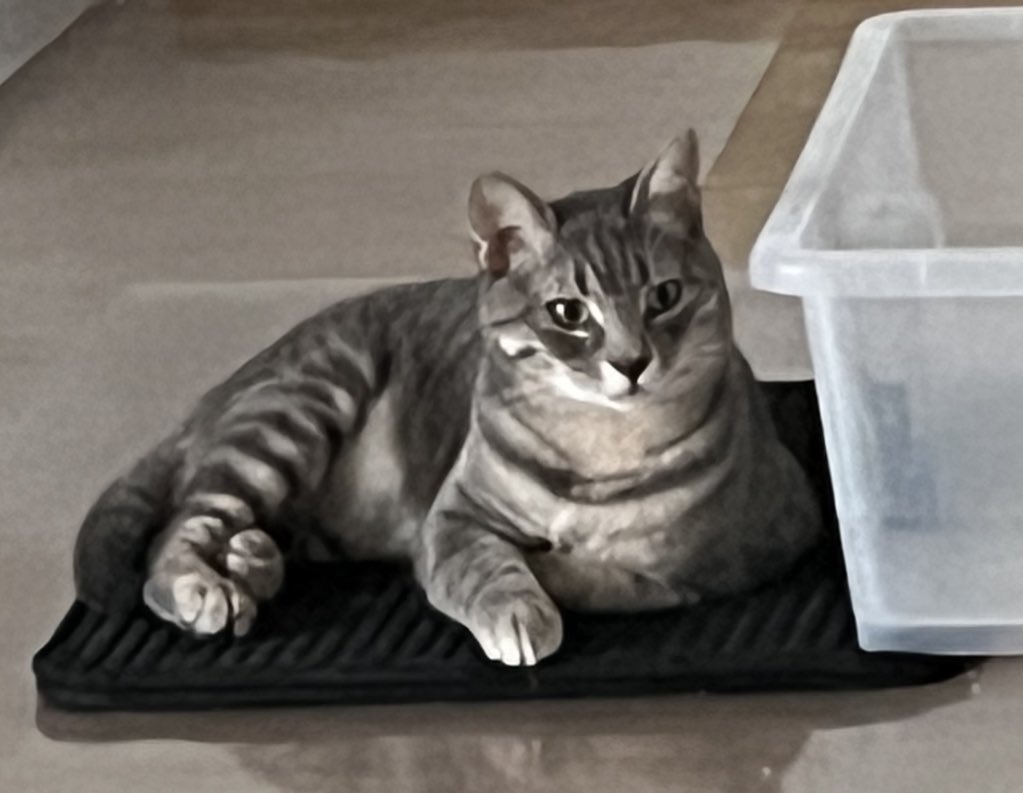 christik99's tweet image. #challenge_κατοικιδιο 
Μερικα απο τα ζαβουδια μου