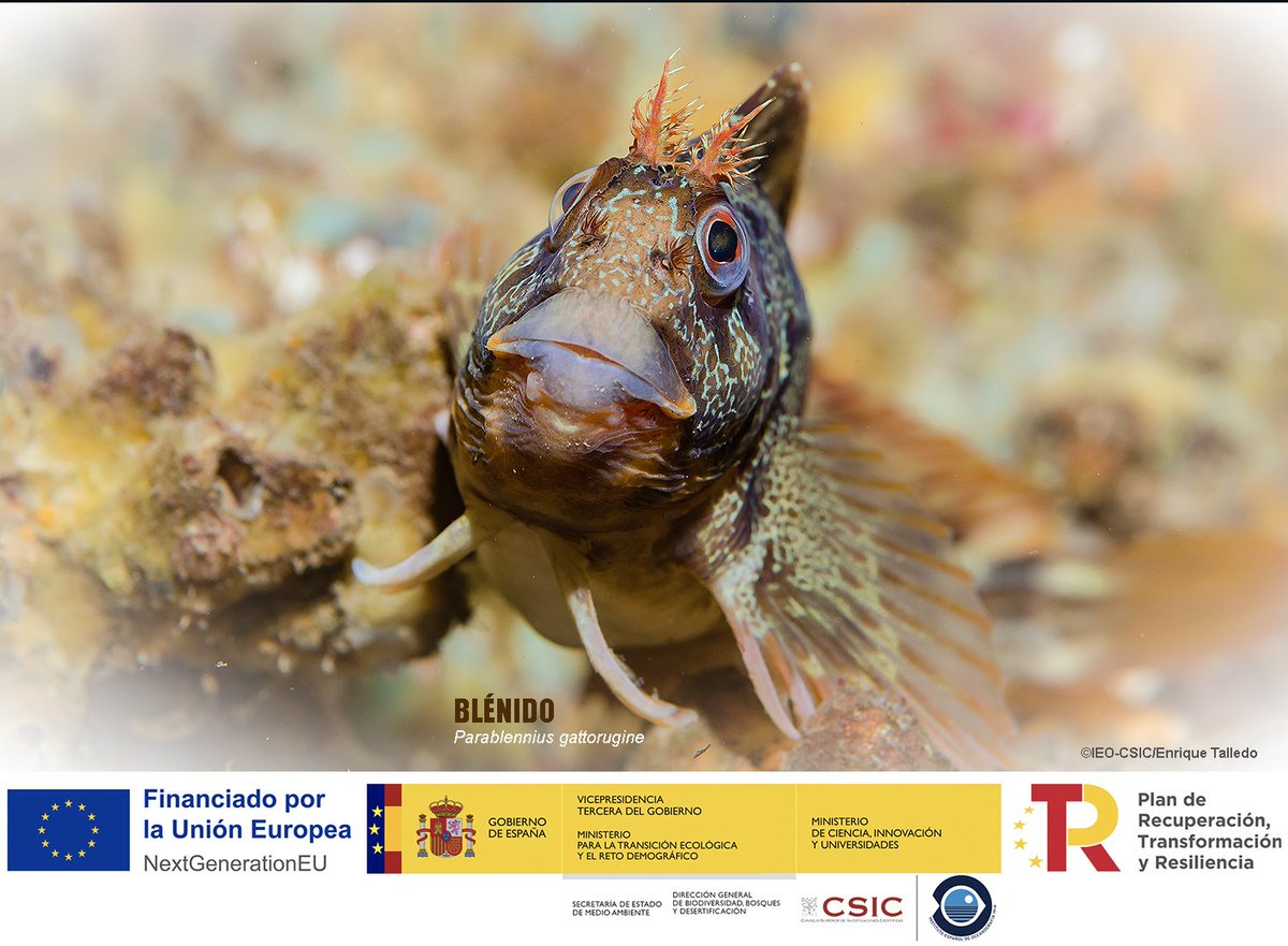 BIODIV_SOCAVA's tweet image. BLÉNIDOS
Existen peces que con su sola presencia hacen más bonito el lecho marino. Alrededor de una decena de especies de blénidos se ven en las zonas costeras de SOCAVA.
Son pequeños peces de cuerpo alargado, sin escamas, de labios gruesos y de una sola y larga aleta dorsal,…