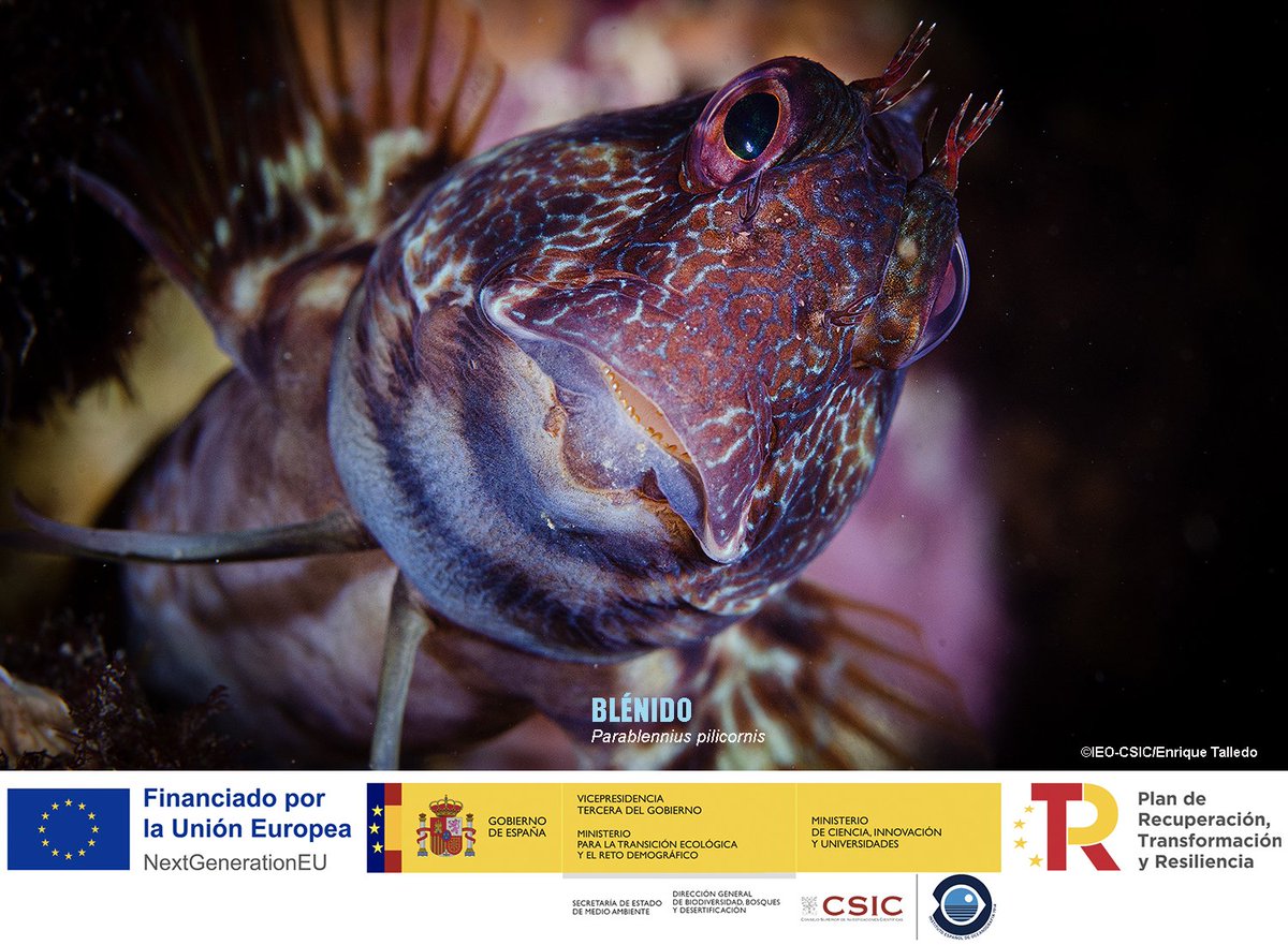 BIODIV_SOCAVA's tweet image. BLÉNIDOS
Existen peces que con su sola presencia hacen más bonito el lecho marino. Alrededor de una decena de especies de blénidos se ven en las zonas costeras de SOCAVA.
Son pequeños peces de cuerpo alargado, sin escamas, de labios gruesos y de una sola y larga aleta dorsal,…