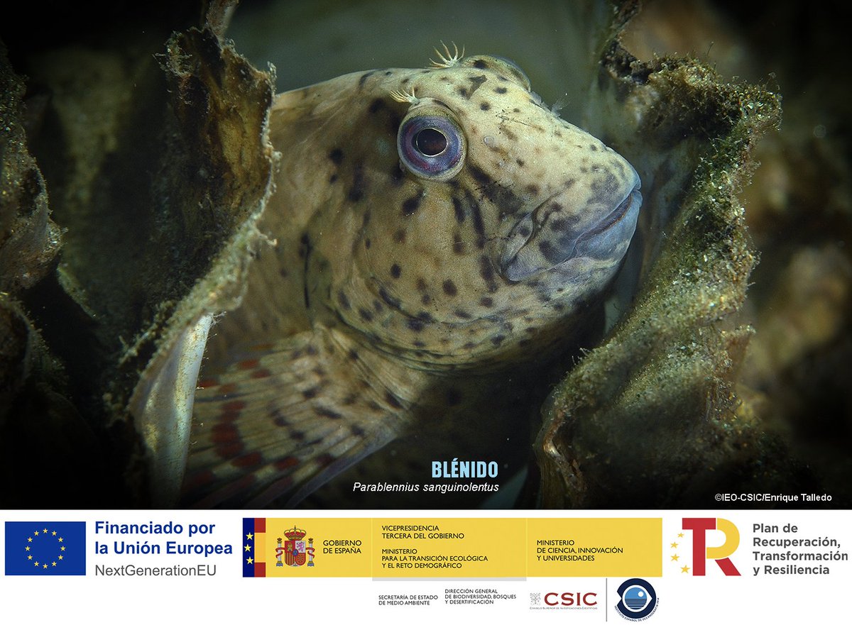 BIODIV_SOCAVA's tweet image. BLÉNIDOS
Existen peces que con su sola presencia hacen más bonito el lecho marino. Alrededor de una decena de especies de blénidos se ven en las zonas costeras de SOCAVA.
Son pequeños peces de cuerpo alargado, sin escamas, de labios gruesos y de una sola y larga aleta dorsal,…