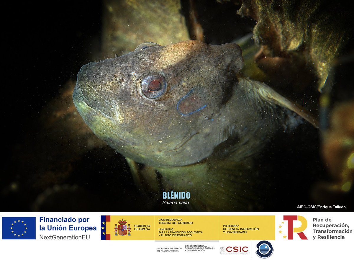 BIODIV_SOCAVA's tweet image. BLÉNIDOS
Existen peces que con su sola presencia hacen más bonito el lecho marino. Alrededor de una decena de especies de blénidos se ven en las zonas costeras de SOCAVA.
Son pequeños peces de cuerpo alargado, sin escamas, de labios gruesos y de una sola y larga aleta dorsal,…