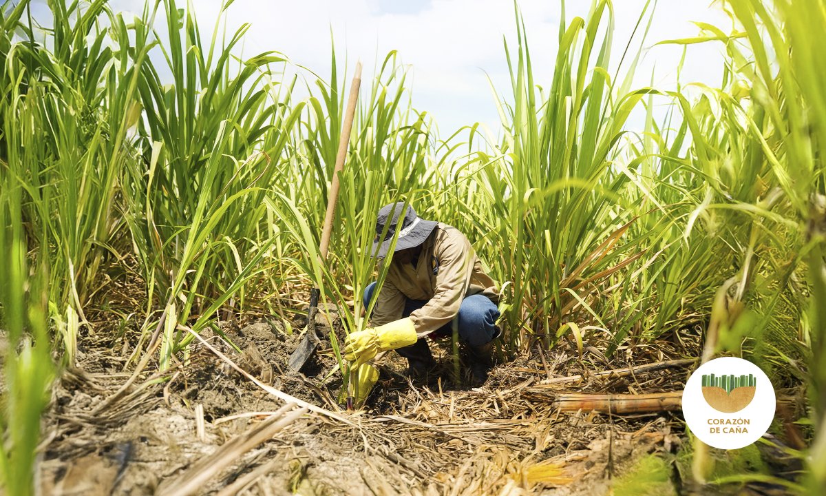 Donde está la agroindustria de la caña, la sostenibilidad y la productividad van de la mano. 

#DondeHayCañaHayProgreso