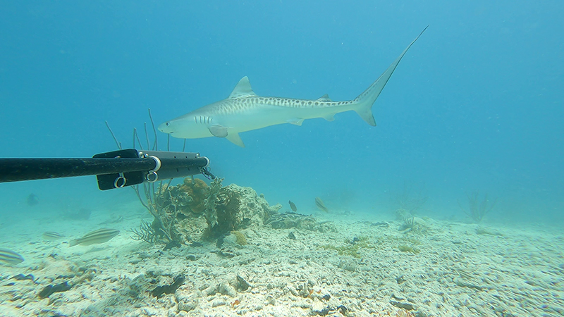 The Governor of Bermuda, Andrew Murdoch, recently assisted our #GOWAN team with launching #BRUVS cameras to monitor the status of ocean wildlife. 

Whilst reviewing the footage, he was treated to an appearance from a juvenile tiger shark!

Learn more: bit.ly/4nrlMvz