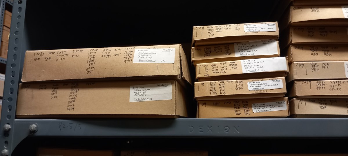 CurateUoL (@curateuol) on Twitter photo Nice to have company in store today. Kai is getting to grips with curatorial work; often overlooked, but which is essential to keeping the collection ticking over for teaching and research. More boxes labelled up ✅️👍🏻 <a href="/GeologyLeics/">Geology at Leicester</a> <a href="/LeicesterGeog/">Leicester Geography</a> Nice to have company in store today. Kai is getting to grips with curatorial work; often overlooked, but which is essential to keeping the collection ticking over for teaching and research. More boxes labelled up ✅️👍🏻 <a href="/GeologyLeics/">Geology at Leicester</a> <a href="/LeicesterGeog/">Leicester Geography</a>