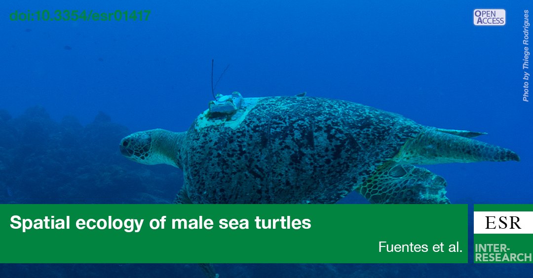 ESR_IR's tweet image. New paper out!
A review of male sea turtle tracking studies, revealing key behaviors—some unique to males! We highlight  knowledge gaps and set priorities to guide future research. #spatialecology #biologging #seaturtles. bit.ly/esr_57_273