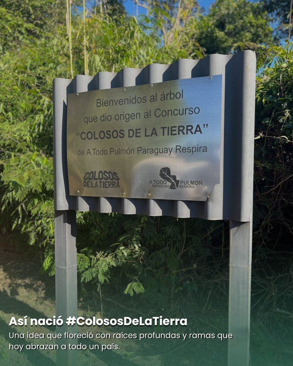 atodopulmonPY's tweet photo. TBT del árbol que lo inició todo… ✨

El Yvyra pytã fue nuestro “árbol 0”, el primero que nos enseñó que los árboles no solo se ven, se sienten. 🌳

Hace 14 años comenzamos un camino que hoy se convirtió en el concurso ambiental más grande del país.💚 https://t.co/EjV5sYNHbN