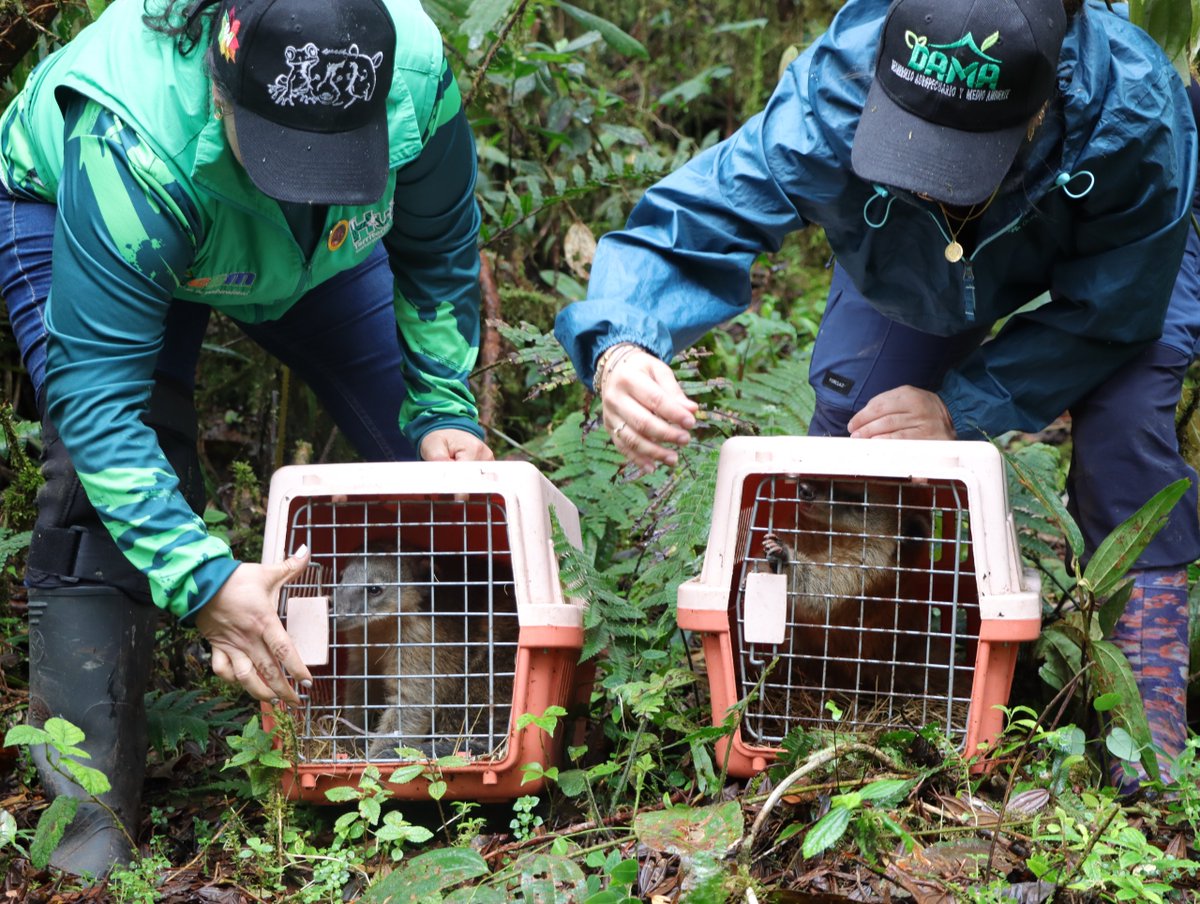 CAMHUILA's tweet photo. #NoticiasCAM 🗣️💚| Volvió al bosque el cusumbo que permanecía como mascota en #Saladoblanco 👉🏻 https://t.co/UZg7y8dVrE
  
Luego de finalizar con éxito 👏🏻su rehabilitación en la CAM, regresó a su hábitat natural, junto a otro animal de su misma especie. https://t.co/86wnQrzc0z