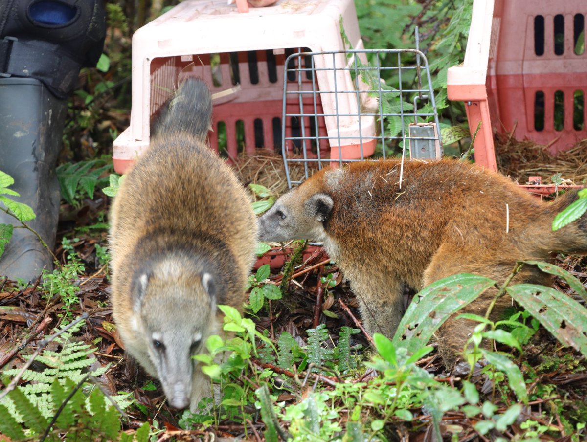 CAMHUILA's tweet photo. #NoticiasCAM 🗣️💚| Volvió al bosque el cusumbo que permanecía como mascota en #Saladoblanco 👉🏻 https://t.co/UZg7y8dVrE
  
Luego de finalizar con éxito 👏🏻su rehabilitación en la CAM, regresó a su hábitat natural, junto a otro animal de su misma especie. https://t.co/86wnQrzc0z