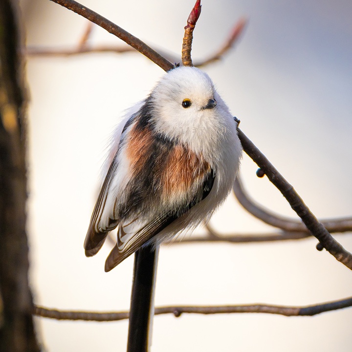カッコいい横顔シマエナガです。