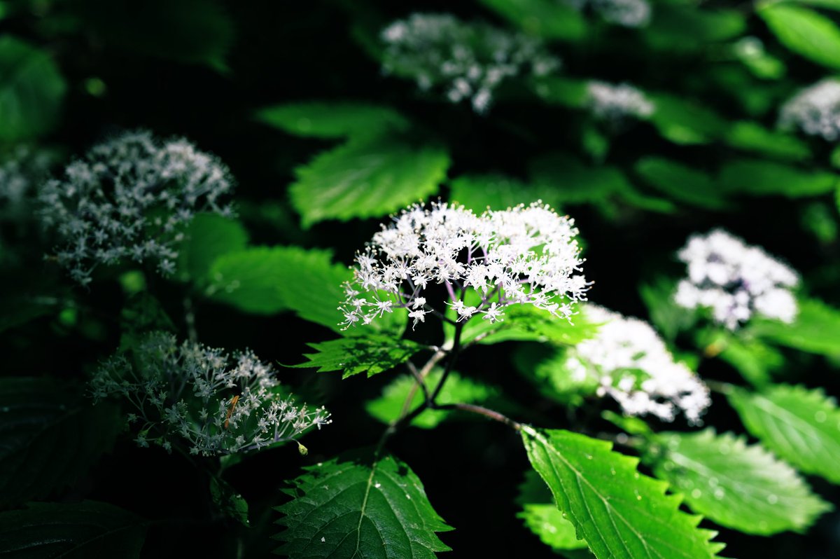 #コアジサイ

今咲いています。満開で良い⭕️