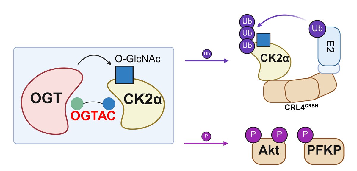 [NEW paper!] Proximity-induced O-GlcNAcylation: we showed that a single sugar modification can act as a molecular switch that triggers protein degradation &amp; more!🍬Huge congrats to the OGTAC team!👏Open-Access Article: pubs.acs.org/doi/full/10.10…