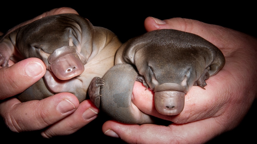 I was today years old when I learned that platypus babies are called "Puggles" and I love them instantly