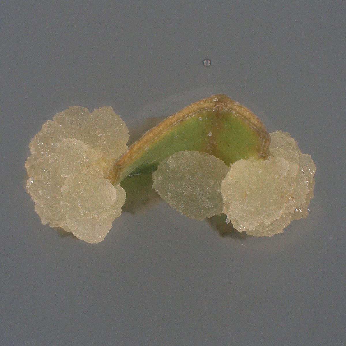 BexylP's tweet image. We&apos;re pleased to share some interesting pictures from our partner, Professor Silke Robatzek, a Heisenberg Professor at Ludwig-Maximilian-University Munich, Germany! 🔬🌿

In her role within the Horizon Europe-funded BeXyl consortium, Professor Robatzek is focused on elucidating…