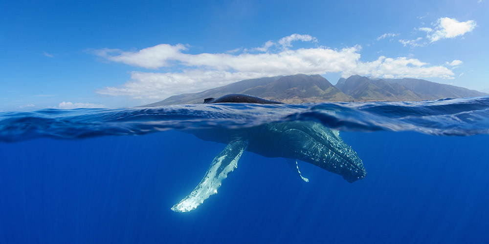 NOAA Coral Program (@noaacoral) on Twitter photo It’s another beautiful summer weekend, have a whale of a time! 🐋
hawaiihumpbackwhale.noaa.gov/about/about.ht…
<a href="/Hihumpbackwhale/">NOAA HI Islands Humpback Whale NMS</a>
📸: J. Moore/NOAA It’s another beautiful summer weekend, have a whale of a time! 🐋
hawaiihumpbackwhale.noaa.gov/about/about.ht…
<a href="/Hihumpbackwhale/">NOAA HI Islands Humpback Whale NMS</a>
📸: J. Moore/NOAA