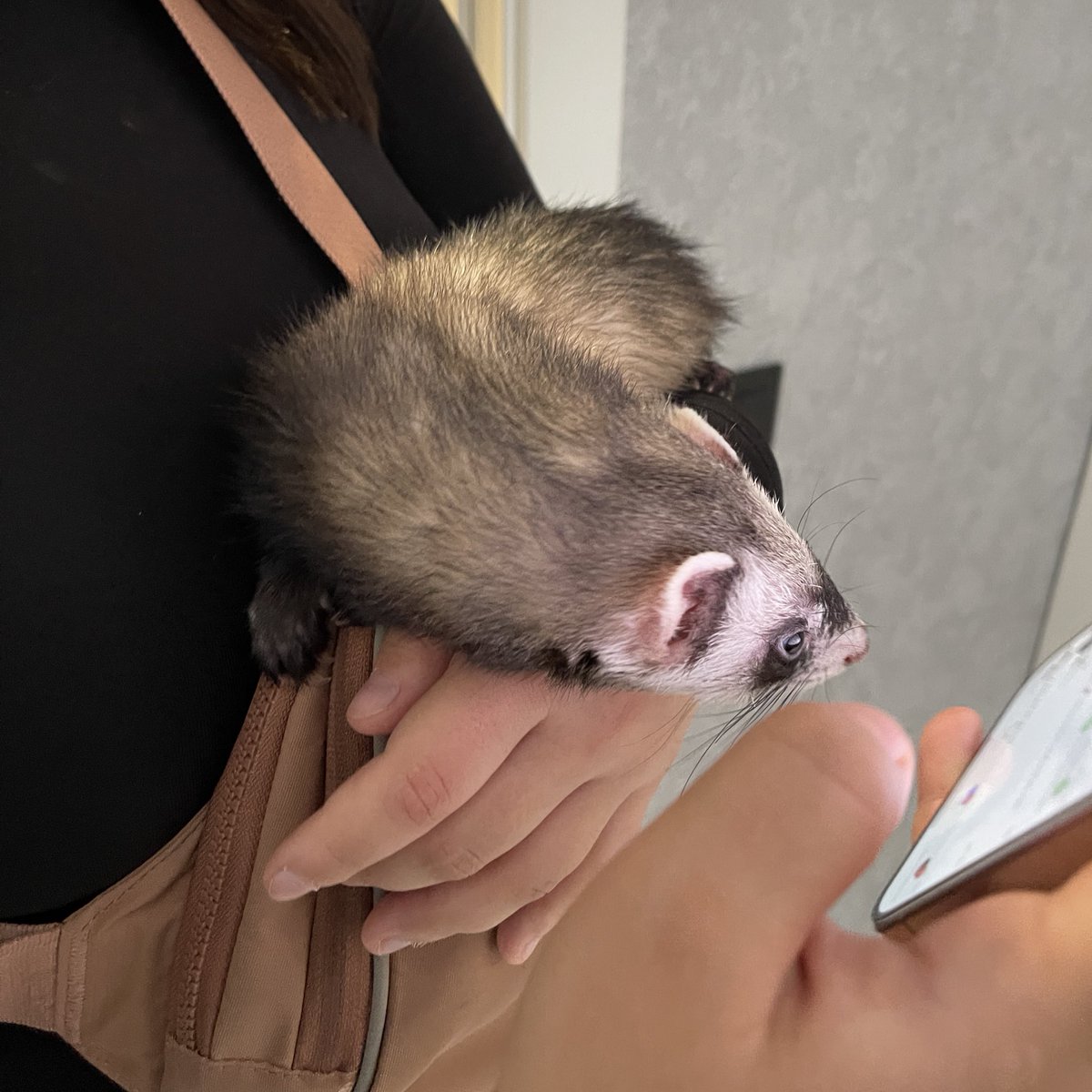 рікота сьогодні в настрої