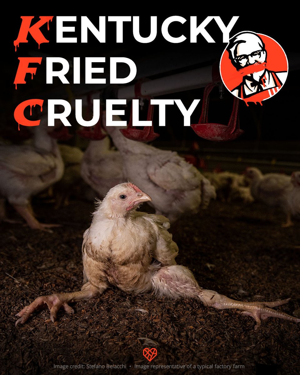 Keep your promise <a href="/KFC_UKI/">KFC UK</a> and stop selling Frankenchickens NOW! #KFCCrisis
