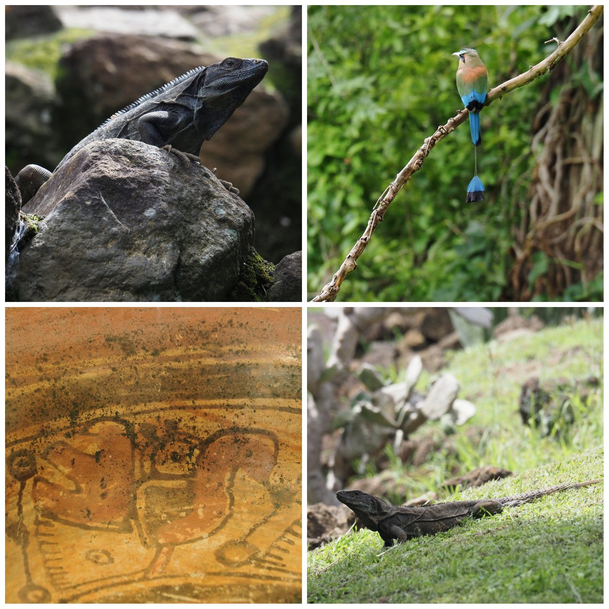 From the city of Santa Ana &amp; its Neo-Gothic Cathedral covered in creamy stucco to the Maya site of Tazumal with its stepped pyramid, #ElSalvador continues to dish up surprises on Day 3 of the FAM trip, &amp; the #torogoz (turquoise-browed motmot) was 🔥!
#VisitElSalvador #LandofHosts