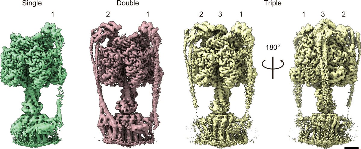 The 32nd paper from the #cryoEM facility in #KEK. Collaboration with Profs. Noji and Murata. Multi-stalk FoF1-ATP synthase was engineered to enhance H+/ATP ratio. Cryo-EM structures clearly showed the presence of multi-stalks! Outstanding work, Ueno-san!

nature.com/articles/s4146…