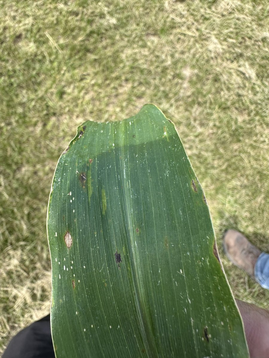 Dyna-Gro Seed, Cornbelt East tweet media