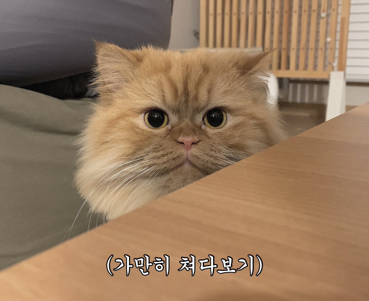 북시리는..
뭔가 불리하면 일단 엄매를 쳐다봄