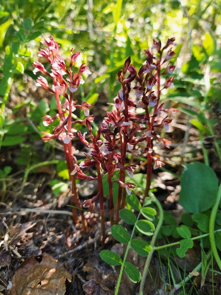 🌿Alberta seems to have recorded a new species! It was discovered during our bioblitz in early June, but at the time, the observer didn't know it had not been recorded here yet.

“Corallorhiza wisteriana” is a type of orchid found in the U.S. #Alberta has recorded similar ones.