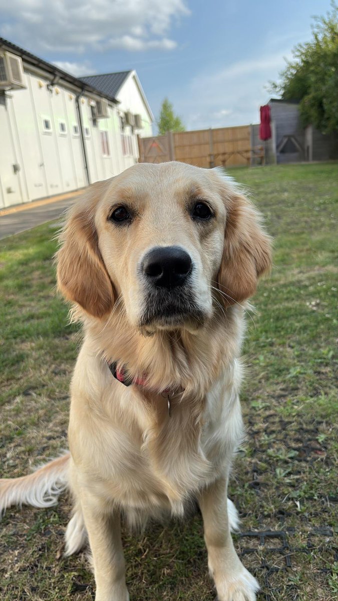 MedDetectDogs's tweet image. Kerry is a funny, friendly, happy young lady who always fetches a smile when she comes to our training Centre...
She's been increasing the places she visits and durations as part of her public access training and growing in confidence each day.
medicaldetectiondogs.org.uk/maad-informati…