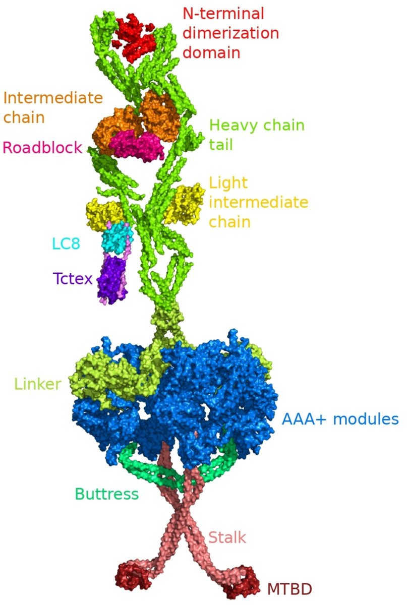CytoskelJournal's tweet image. If you are interested in molecular motors this #OpenAccess #review #article in #CYTOSKELETON is for you. #Dynein: A Multifaceted #Therapeutic Target and Its Dysregulation in Aberrant #Cell Proliferation. You'll find it here: onlinelibrary.wiley.com/doi/full/10.10…