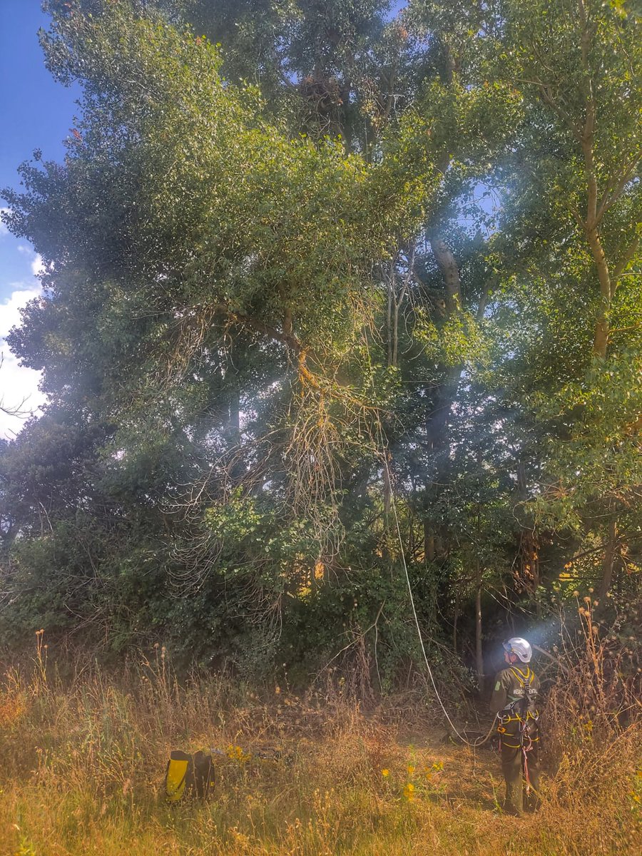 Esta temporada hemos equipado a 12 pollos de #ÁguilaImperial con GPS en Palencia, Burgos, Salamanca y Zamora, donde la especie se encuentra en expansión. 
Gracias a la colaboración entre <a href="/FCBD_Habitat/">Fundación CBD-Hábitat</a> <a href="/mitecogob/">Transición Ecológica y Reto Demográfico</a> y técnicos y #AAMM de <a href="/jcyl/">Junta de Castilla y León</a>. 
Nos darán una valiosa información 🗒️
