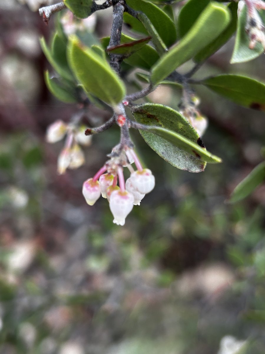 Flor de pingüica. Sierra de Gto.