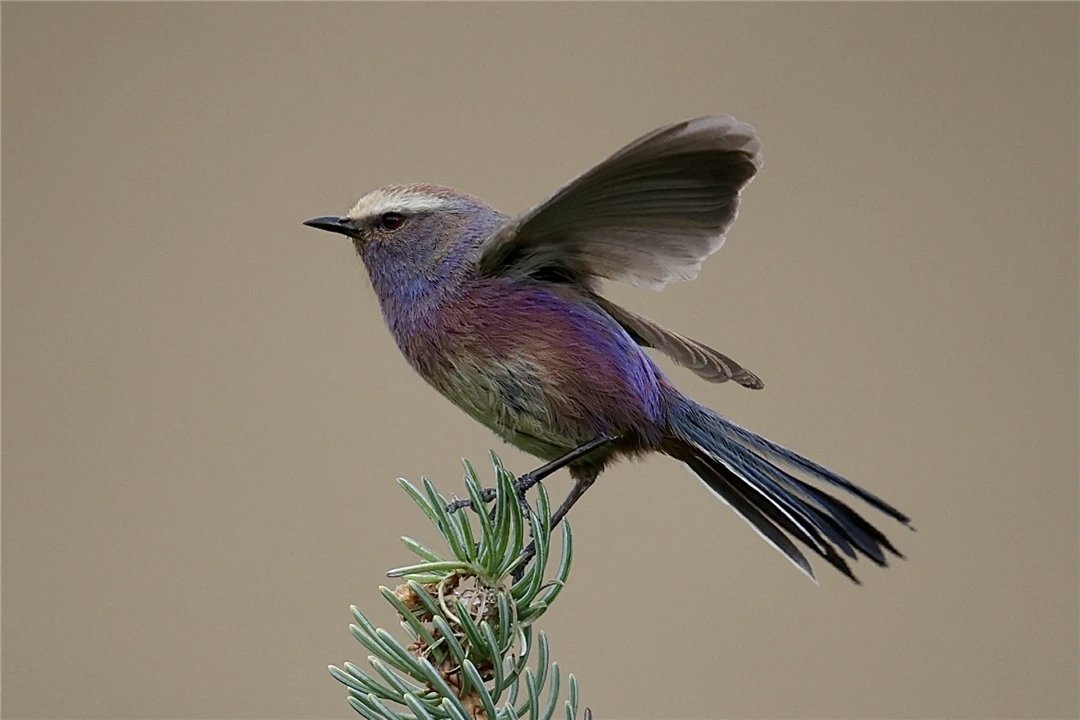XianlinZeng6's tweet photo. Happy Thursday.
#Birdland #birdphotography #NaturePhotography #nature #NatureLover #NatureBeautiful #thursdayvibes #ThursdayThoughts #thursdaymotivation #ThursdayFeeling https://t.co/BY3TntWfRH