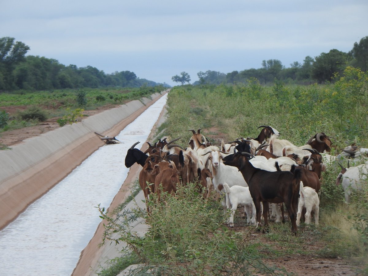 FARN (@farnargentina) on Twitter photo El Canal de la Patria está matando a cientos de animales y puede contaminar el agua de las comunidades.
✊ Desde <a href="/Vida_Silvestre/">Fundación Vida Silvestre 🇦🇷</a>, <a href="/AvesArgentinas/">Aves Argentinas</a> y <a href="/farnargentina/">FARN</a> presentamos una demanda ante la Corte Suprema de Justicia para exigir que el gobierno tape el canal y proteja el El Canal de la Patria está matando a cientos de animales y puede contaminar el agua de las comunidades.
✊ Desde <a href="/Vida_Silvestre/">Fundación Vida Silvestre 🇦🇷</a>, <a href="/AvesArgentinas/">Aves Argentinas</a> y <a href="/farnargentina/">FARN</a> presentamos una demanda ante la Corte Suprema de Justicia para exigir que el gobierno tape el canal y proteja el