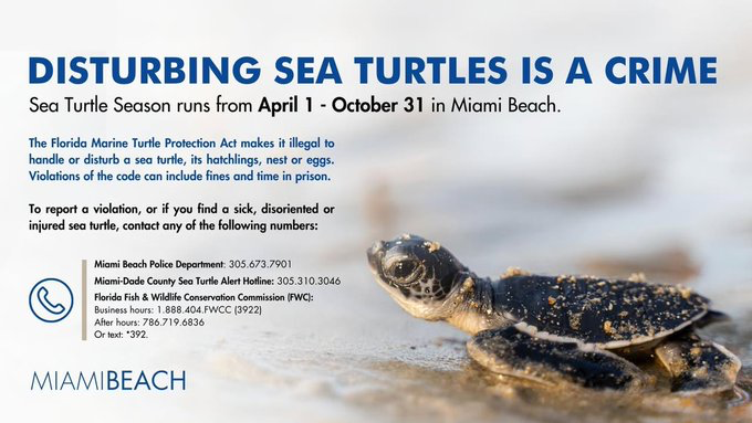 MiamiBeachNews's tweet photo. Disturbing sea turtles is a crime!

Sea Turtle season runs from April 1 - October 31 in Miami Beach. The Florida Marine Turtle Protection Act makes it illegal to handle or disturb a sea turtle, its hatchlings, nest or eggs. Violations of the code can include fines and time in prison.

To report a violation, or if you find a sick, disoriented or injured sea turtle, contact any of the following numbers:
@MiamiBeachPD: 305.673.7901
Miami-Dade Sea Turtles Alert Hotline: 305.310.3046
@MyFWC Florida Fish and Wildlife:
Business hours: 1.888.404.FWCC (3922)
After hours: 786.719.6836
Or text: *392

@MiamiDadeParks