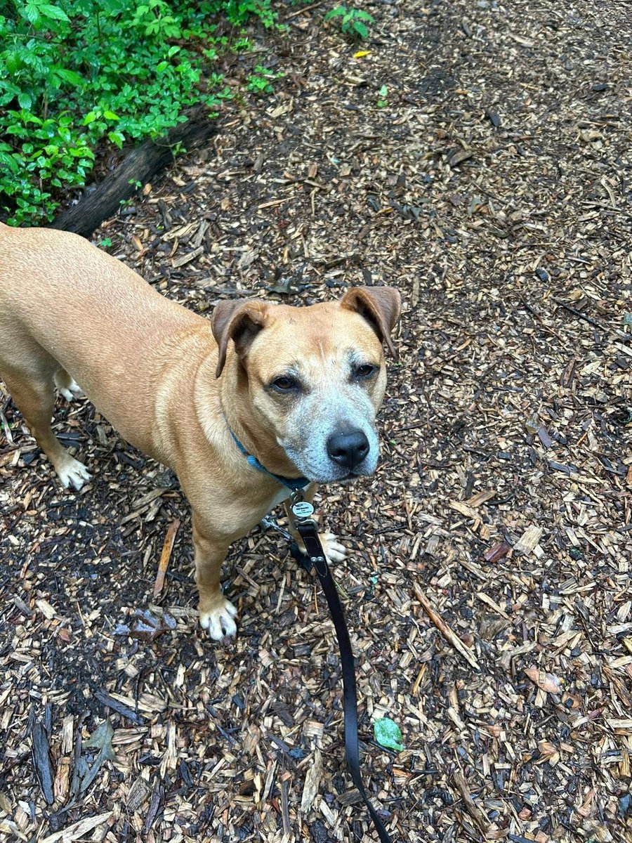 Thursday, July 3, 2025

Please 🙏 share for:

Senior Dog Sanctuary of Maryland
8336 WB &amp; A Road
Severn, MD  21144

(443) 742-0270

Who doesn’t love a Laverne, known as Verne, appreciation post?

This sweet 8-year-old pup has had lots of “almosts.” Her energy is infectious, and