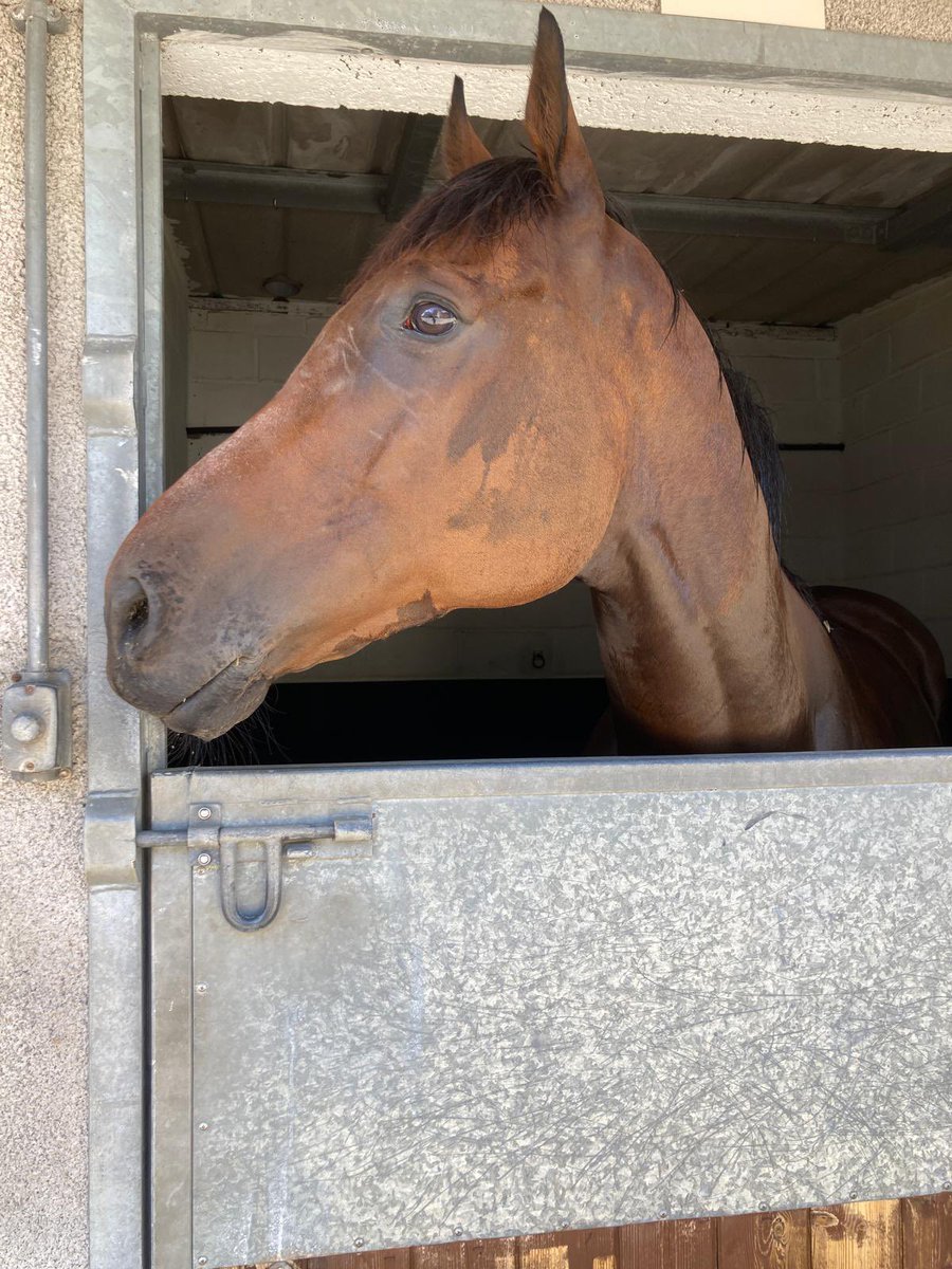 S.Pearce Racing (@spearce_racing) on Twitter photo Tonight we have Dembe running in the 5.48pm <a href="/kemptonparkrace/">Kempton Park Racecourse</a> #comehomesafe #racehorse #horseracing Tonight we have Dembe running in the 5.48pm <a href="/kemptonparkrace/">Kempton Park Racecourse</a> #comehomesafe #racehorse #horseracing
