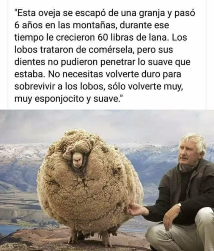 RincnCuriosoo's tweet photo. 🐑✂️ https://t.co/9fquG3Bi9X