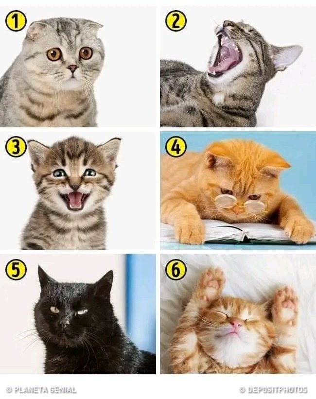 Tiofelino's tweet photo. Según está escala ¿Cómo comienzas el día? 🐱🐾 https://t.co/CEgr5qNJMu
