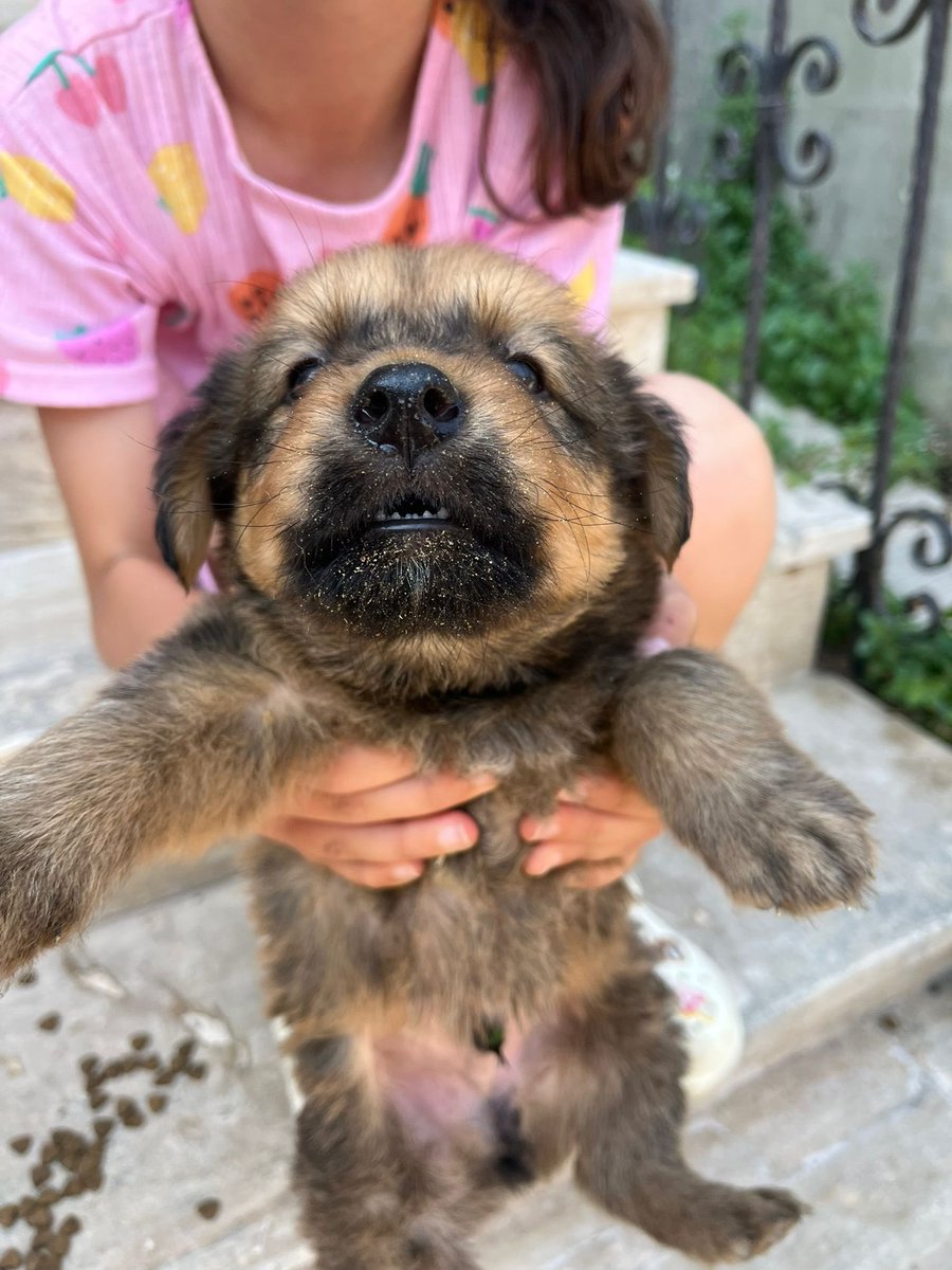 irissirishh's tweet photo. Büyüyünce aşşşşırı yakışıklı olacak bu beyefendiyi tanımayan varsa böyle hatırlar belki… “Keşke bebekliğinde beraber olsaydık” diye iç geçirmemek için son şansınız, köpek sahiplenme imkânı olup da bu şansı kaçıran en hafif tabiriyle salaktır. https://t.co/9tqD3di5RZ