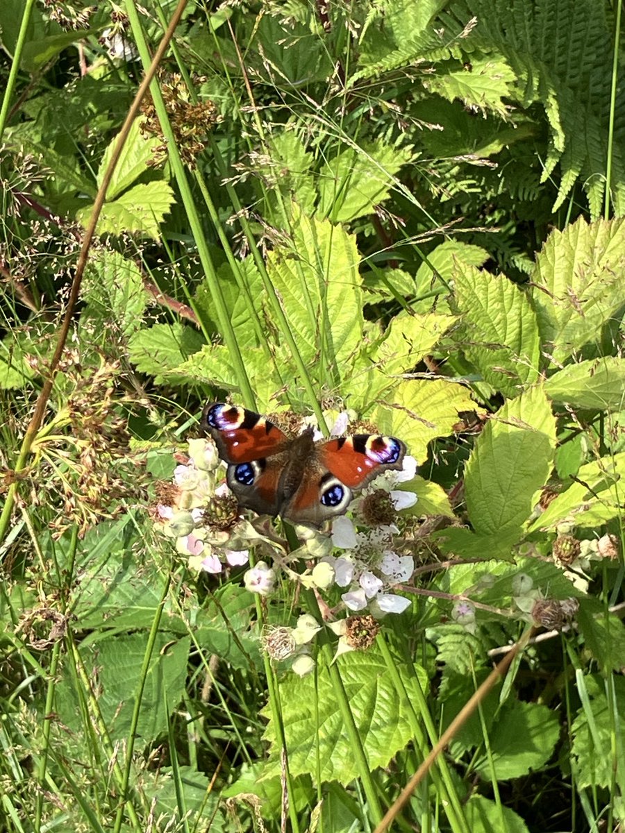 Janenewberry55's tweet image. “If you go down to the woods today… “ you might feast off wild raspberries and see a peacock butterfly. #foraging