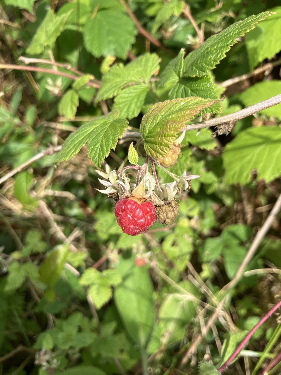 Janenewberry55's tweet image. “If you go down to the woods today… “ you might feast off wild raspberries and see a peacock butterfly. #foraging