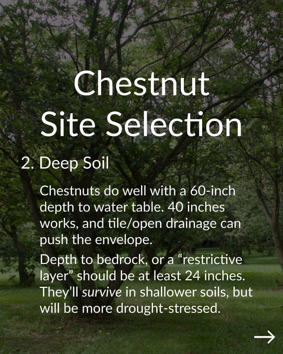 Propagate tweet media