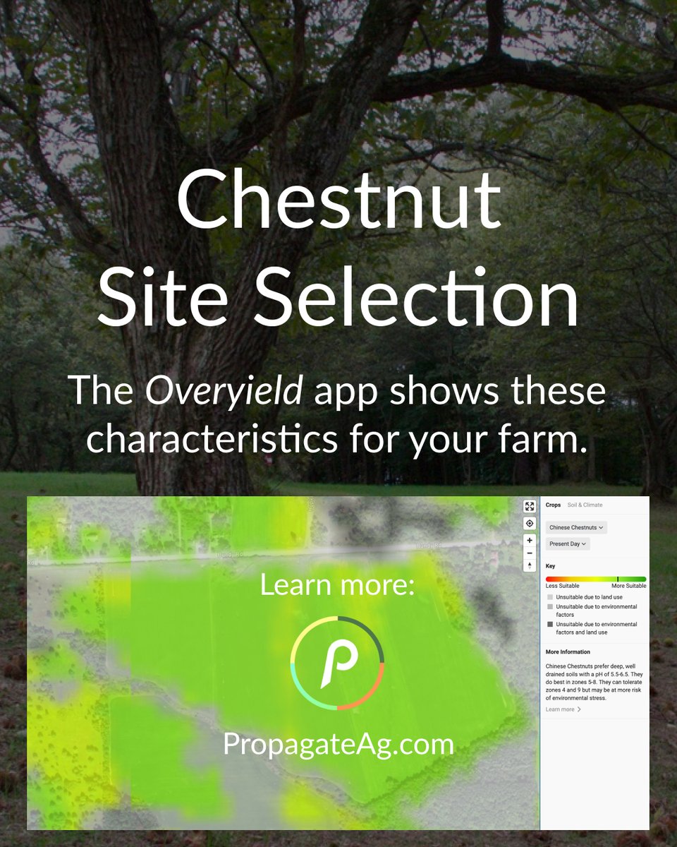 Propagate tweet media